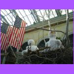 Eagles Nest.jpg